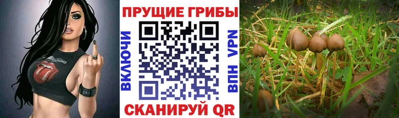 Галлюциногенные грибы Cubensis  Купить  Ногинск 